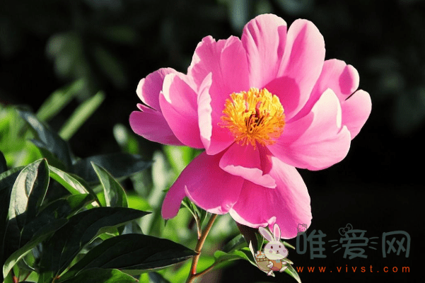 芍药花怎么种植？盆栽芍药怎么养？