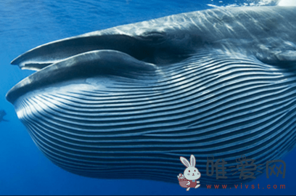 盘点地球上最大的10种鲸鱼！十大鲸鱼大小排名分享！
