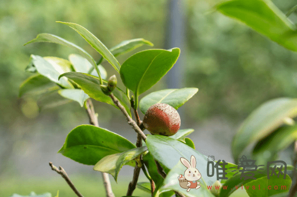 白山茶的花语是什么茶？白山茶的寓意是什么呢？