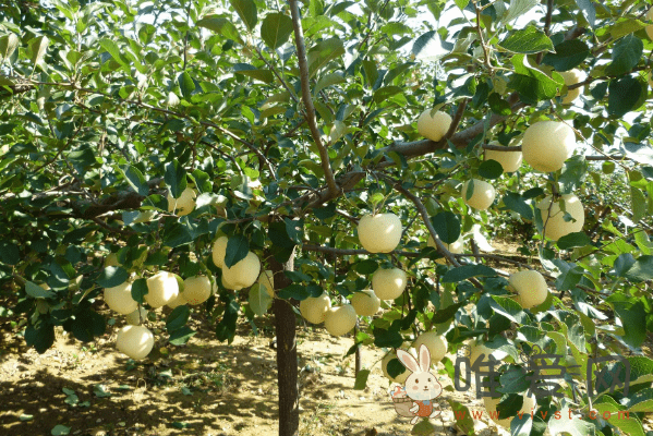 苹果小叶病怎样治（苹果小叶病防治措施）