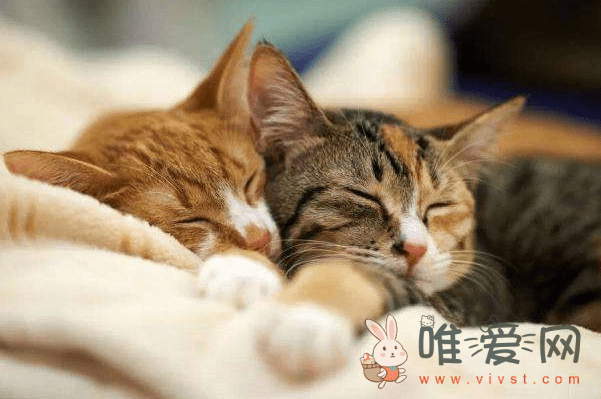 猫近亲繁殖会怎么样？狗狗近亲繁殖有什么缺陷？