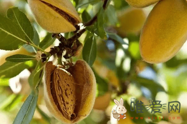 巴旦木是什么东西？巴旦木究竟是什么植物的果实？