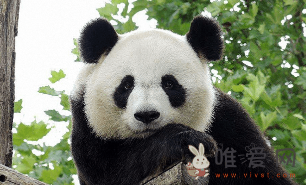 熊猫的寿命是多久？大熊猫平均寿命大概多久？