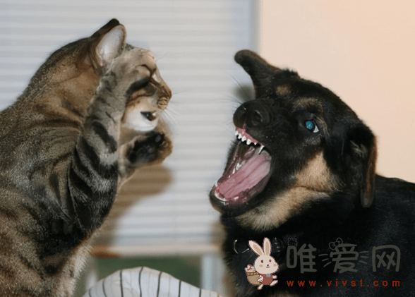 猫和狗为什么是天敌？猫和狗是敌人吗？